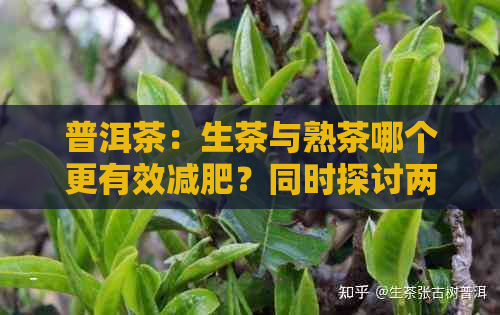 普洱茶：生茶与熟茶哪个更有效减肥？同时探讨两种茶叶的特点和适用人群