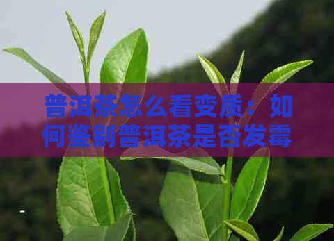 普洱茶怎么看变质：如何鉴别普洱茶是否发霉或变质