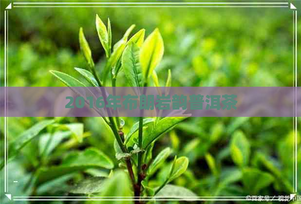 2016年布朗岩韵普洱茶