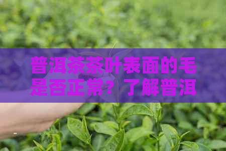 普洱茶茶叶表面的毛是否正常？了解普洱茶制作过程及品质影响因素