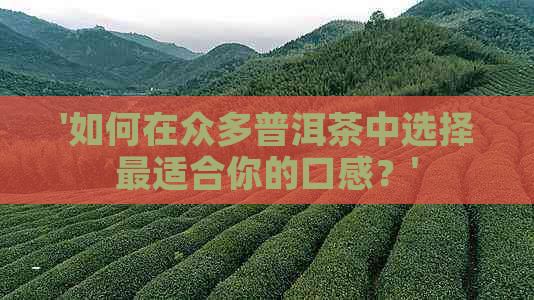 '如何在众多普洱茶中选择最适合你的口感？'