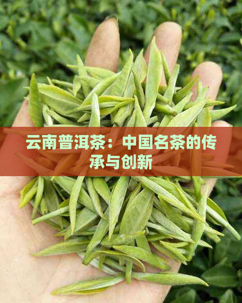 云南普洱茶：中国名茶的传承与创新