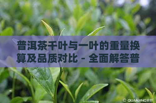 普洱茶千叶与一叶的重量换算及品质对比 - 全面解答普洱茶叶子克重问题