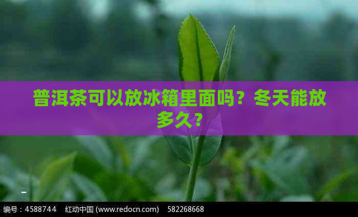 普洱茶可以放冰箱里面吗？冬天能放多久？