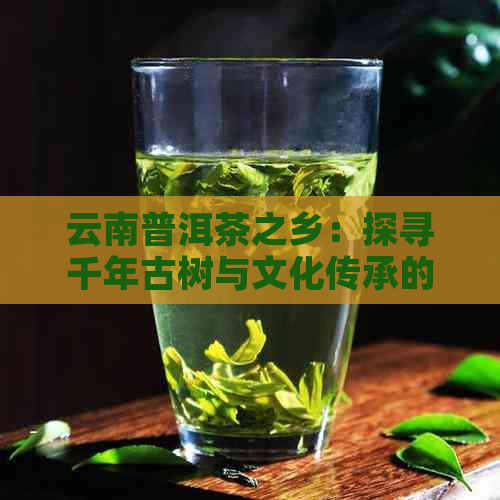 云南普洱茶之乡：探寻千年古树与文化传承的故事