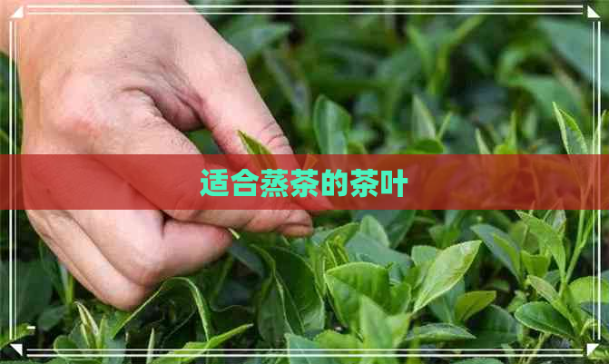 适合蒸茶的茶叶