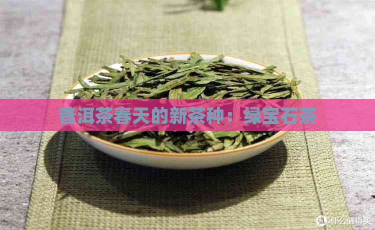 普洱茶春天的新茶种：绿宝石茶