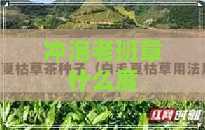 冲泡老班章什么度