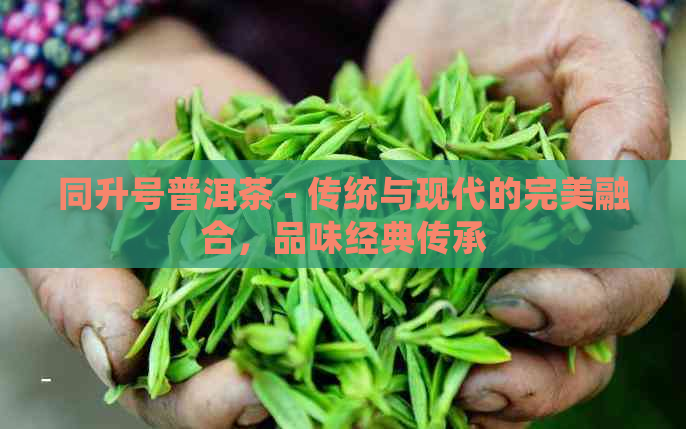 同升号普洱茶 - 传统与现代的完美融合，品味经典传承