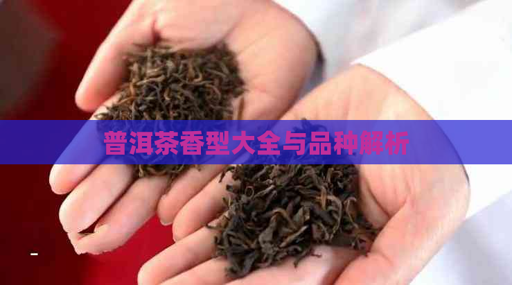 普洱茶香型大全与品种解析