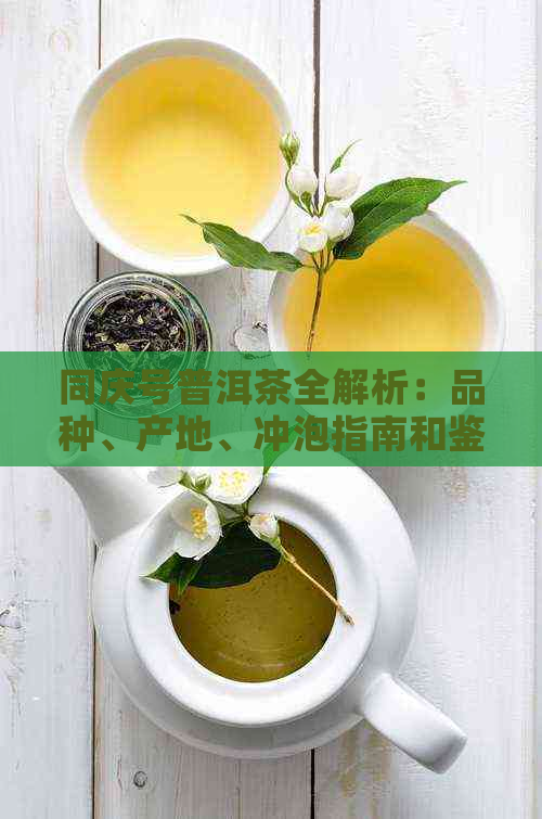 同庆号普洱茶全解析：品种、产地、冲泡指南和鉴要点