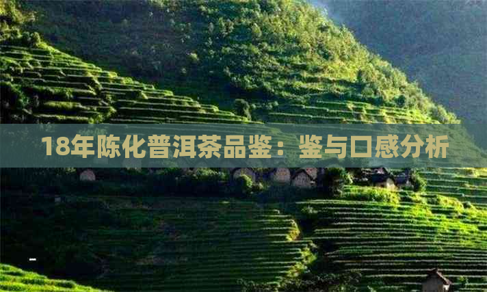 18年陈化普洱茶品鉴：鉴与口感分析