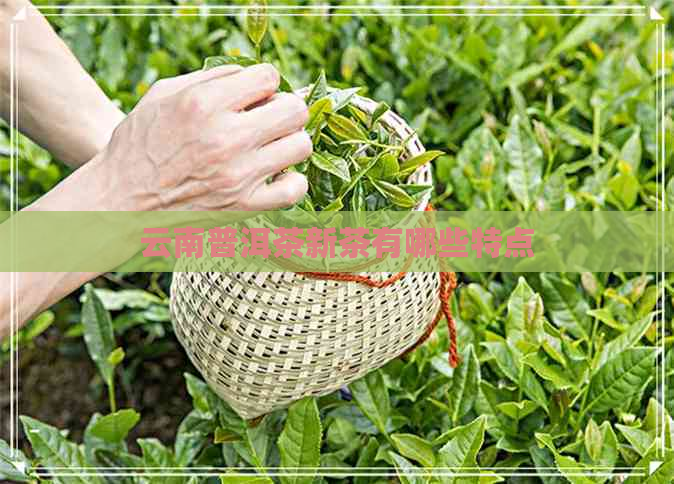 云南普洱茶新茶有哪些特点