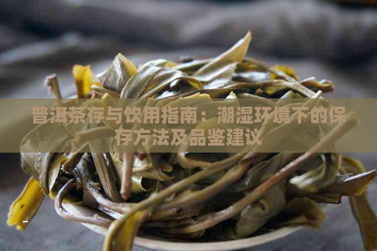 普洱茶存与饮用指南：潮湿环境下的保存方法及品鉴建议