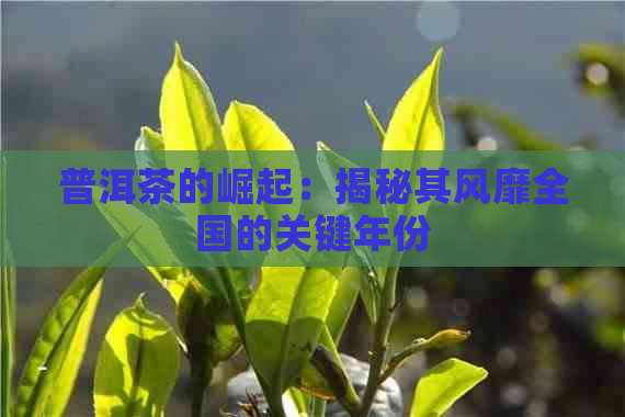 普洱茶的崛起：揭秘其风靡全国的关键年份