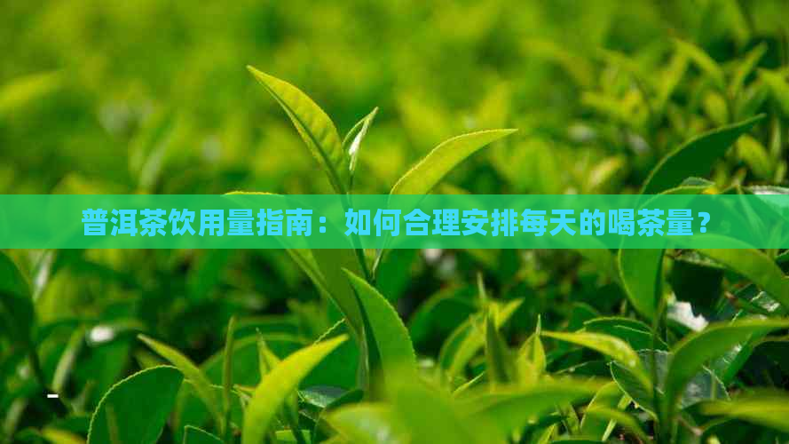 普洱茶饮用量指南：如何合理安排每天的喝茶量？