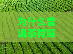 为什么普洱茶有腥味：探究普洱茶的异味来源