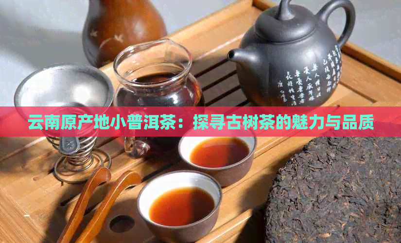 云南原产地小普洱茶：探寻古树茶的魅力与品质