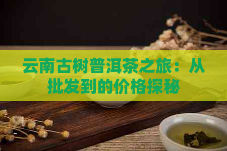 云南古树普洱茶之旅：从批发到的价格探秘