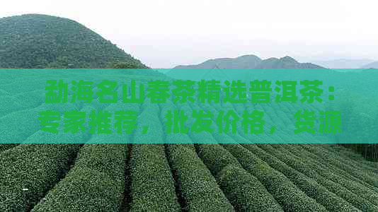 勐海名山春茶精选普洱茶：专家推荐，批发价格，货源稳定