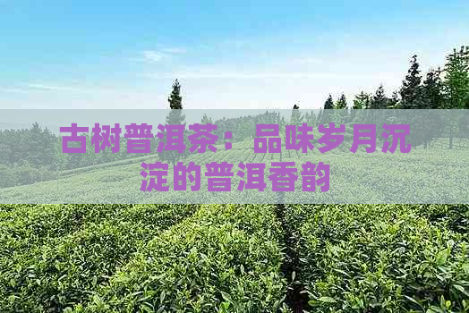 古树普洱茶：品味岁月沉淀的普洱香韵