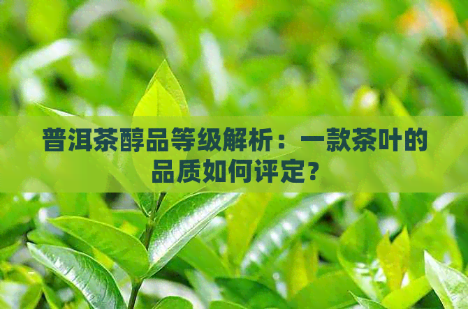 普洱茶醇品等级解析：一款茶叶的品质如何评定？