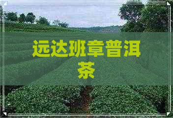 远达班章普洱茶