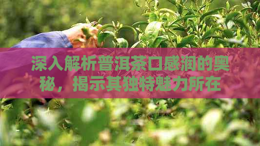 深入解析普洱茶口感润的奥秘，揭示其独特魅力所在