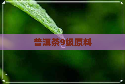 普洱茶9级原料