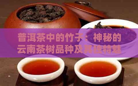 普洱茶中的竹子：神秘的云南茶树品种及其独特魅力