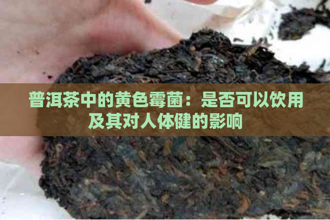 普洱茶中的黄色霉菌：是否可以饮用及其对人体健的影响