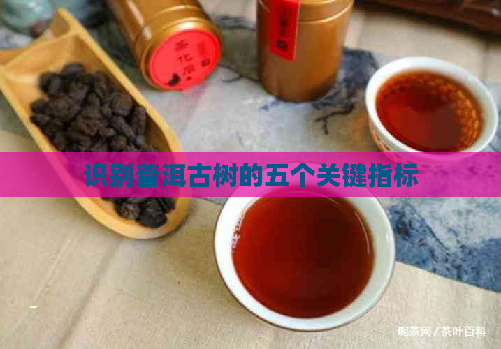 识别普洱古树的五个关键指标