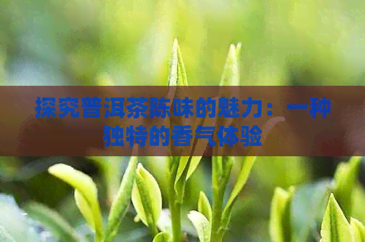 探究普洱茶陈味的魅力：一种独特的香气体验