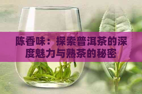 陈香味：探索普洱茶的深度魅力与熟茶的秘密