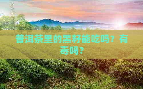 普洱茶里的黑籽能吃吗？有吗？