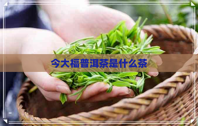 今大福普洱茶是什么茶