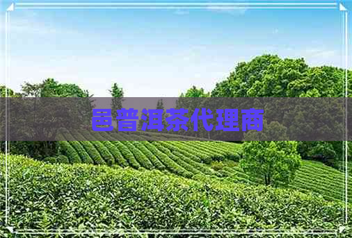 邑普洱茶代理商