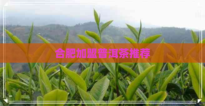 合肥加盟普洱茶推荐