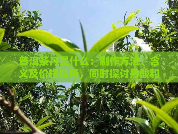 普洱茶丹是什么：制作方法、含义及价格解析，同时探讨丹酸和单的影响。