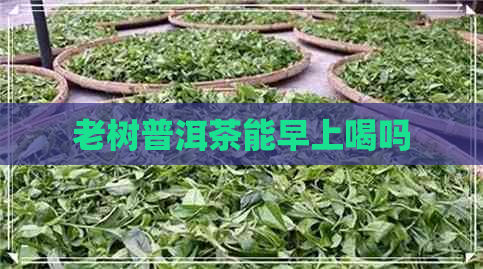 老树普洱茶能早上喝吗