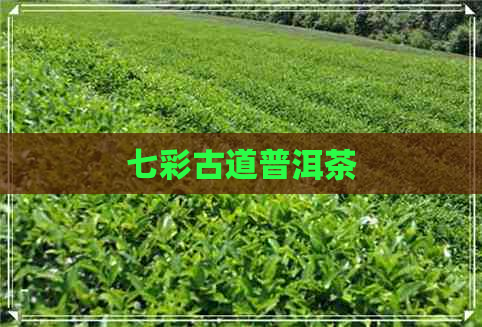 七彩古道普洱茶