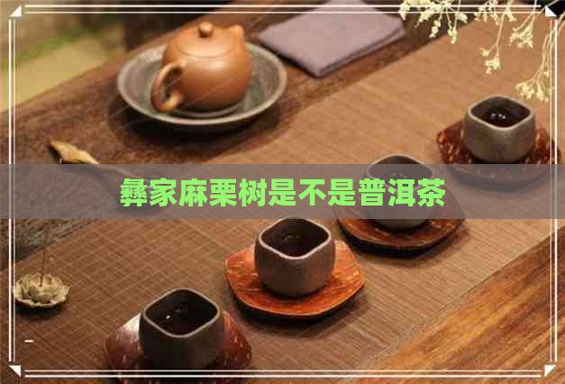 彝家麻栗树是不是普洱茶