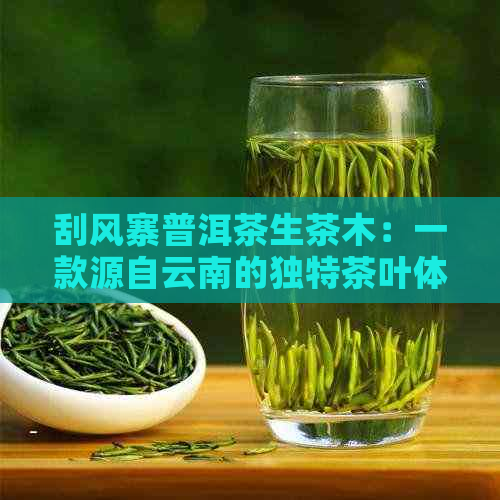 刮风寨普洱茶生茶木：一款源自云南的独特茶叶体验