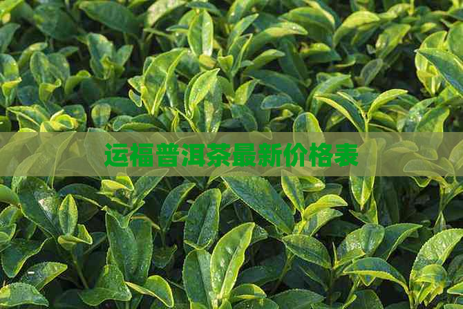 运福普洱茶最新价格表