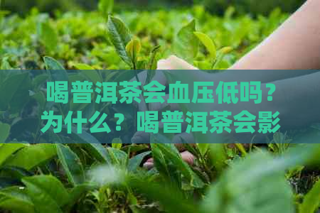 喝普洱茶会血压低吗？为什么？喝普洱茶会影响血压吗？还是会导致血压升高？