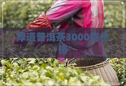 厚道普洱茶3000克价格