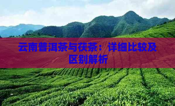 云南普洱茶与茯茶：详细比较及区别解析