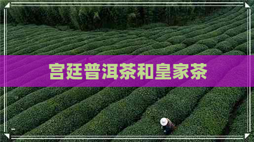 宫廷普洱茶和皇家茶