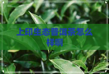 上印生态普洱茶怎么样啊