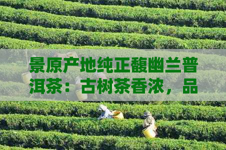 景原产地纯正馥幽兰普洱茶：古树茶香浓，品质越